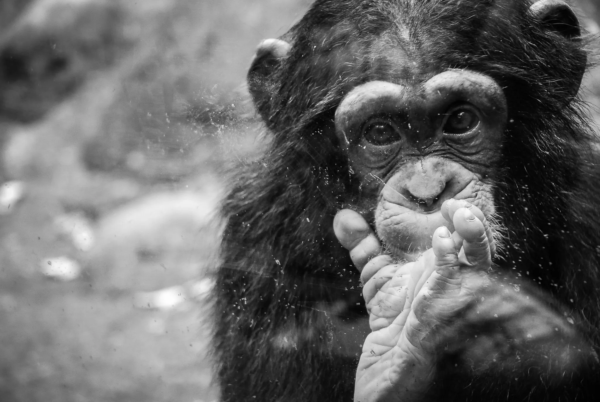 Young George, the chimpanzee, returns a stare to me.