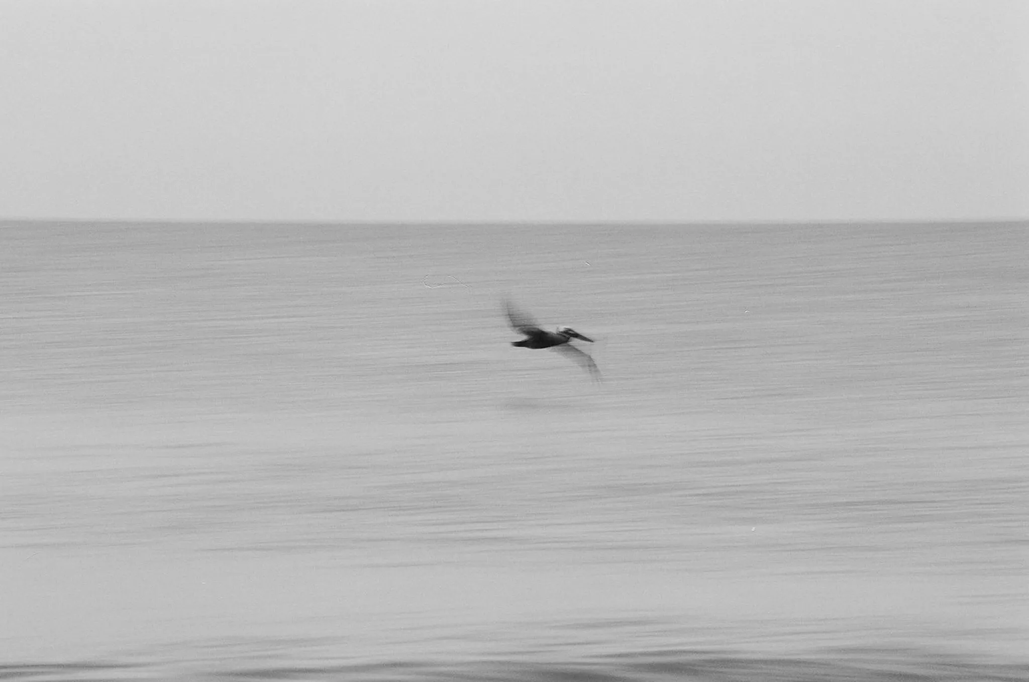 A pelican cruises over the ocean surface.